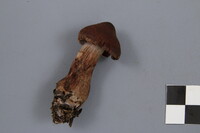 Cortinarius brunneus image